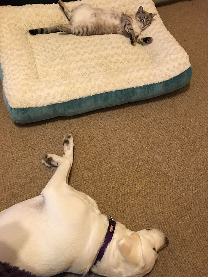 119 Asshole Cats Who Stole Dog Beds And Didn&#8217;t Give A Damn About The Pawlice