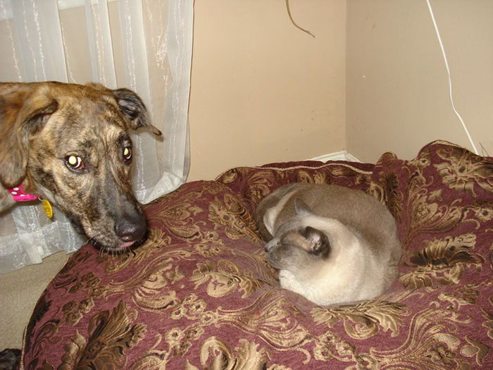 119 Asshole Cats Who Stole Dog Beds And Didn&#8217;t Give A Damn About The Pawlice