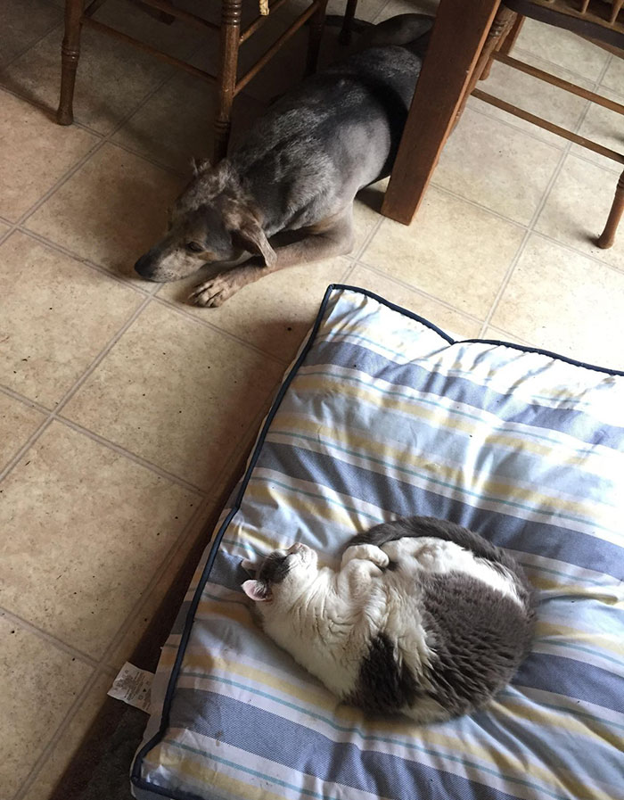 119 Asshole Cats Who Stole Dog Beds And Didn&#8217;t Give A Damn About The Pawlice
