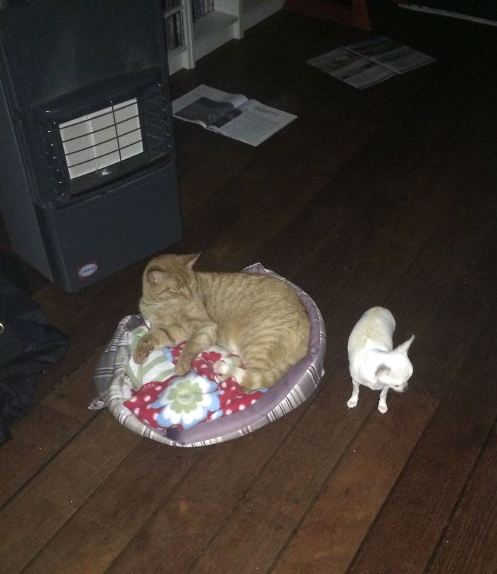 119 Asshole Cats Who Stole Dog Beds And Didn&#8217;t Give A Damn About The Pawlice