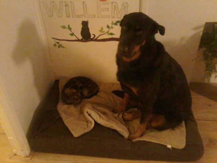 119 Asshole Cats Who Stole Dog Beds And Didn&#8217;t Give A Damn About The Pawlice