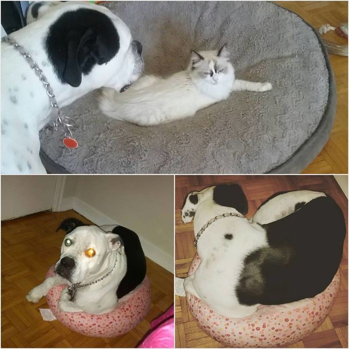 119 Asshole Cats Who Stole Dog Beds And Didn&#8217;t Give A Damn About The Pawlice