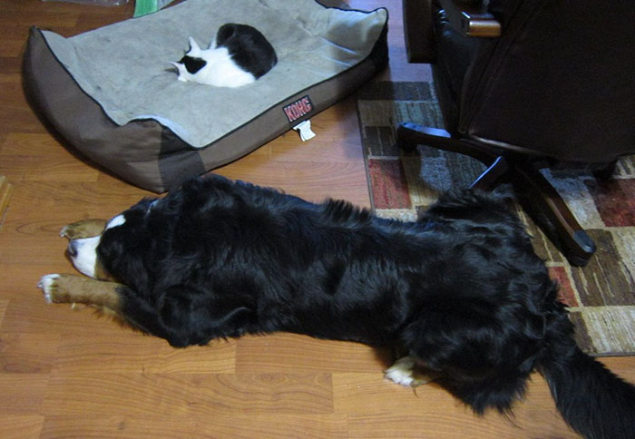 119 Asshole Cats Who Stole Dog Beds And Didn&#8217;t Give A Damn About The Pawlice