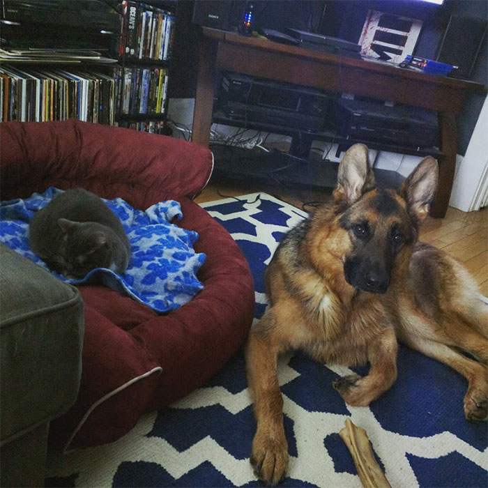 119 Asshole Cats Who Stole Dog Beds And Didn&#8217;t Give A Damn About The Pawlice