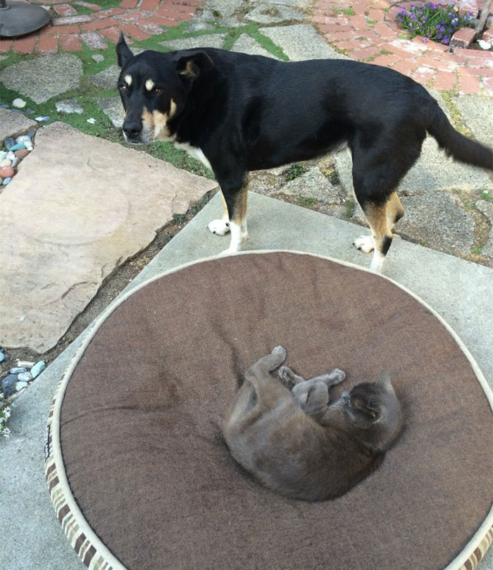 119 Asshole Cats Who Stole Dog Beds And Didn&#8217;t Give A Damn About The Pawlice