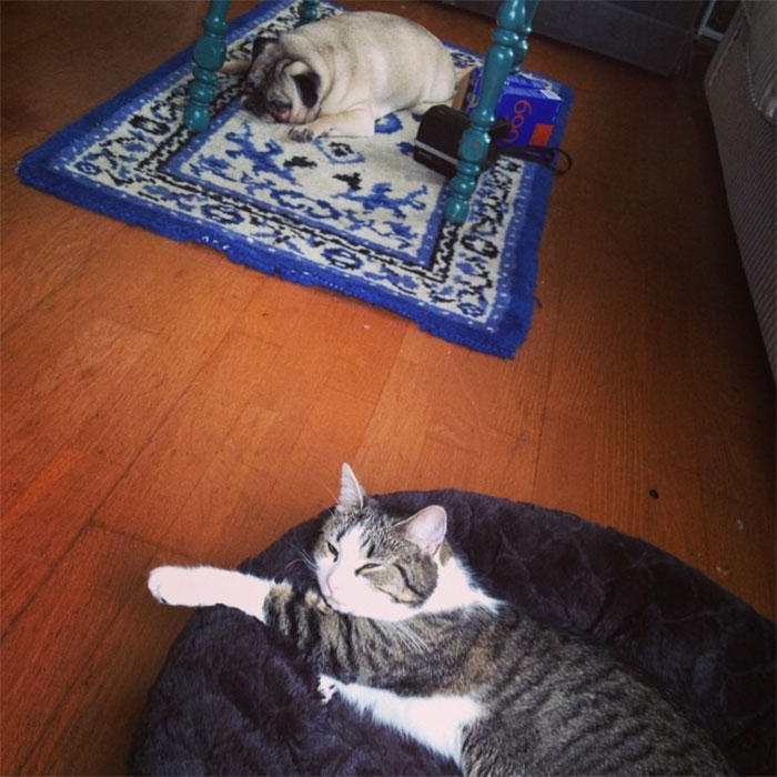 119 Asshole Cats Who Stole Dog Beds And Didn&#8217;t Give A Damn About The Pawlice