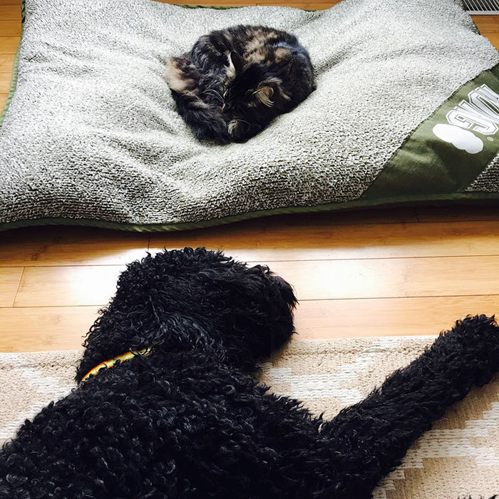 119 Asshole Cats Who Stole Dog Beds And Didn&#8217;t Give A Damn About The Pawlice