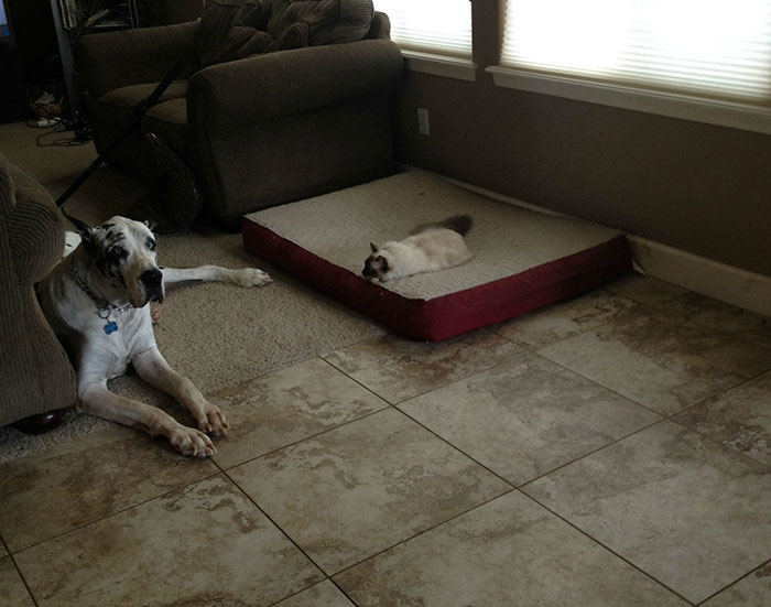 119 Asshole Cats Who Stole Dog Beds And Didn&#8217;t Give A Damn About The Pawlice