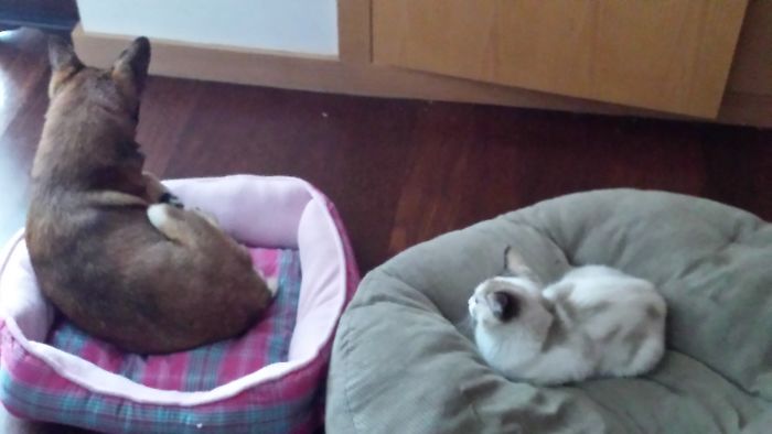119 Asshole Cats Who Stole Dog Beds And Didn&#8217;t Give A Damn About The Pawlice