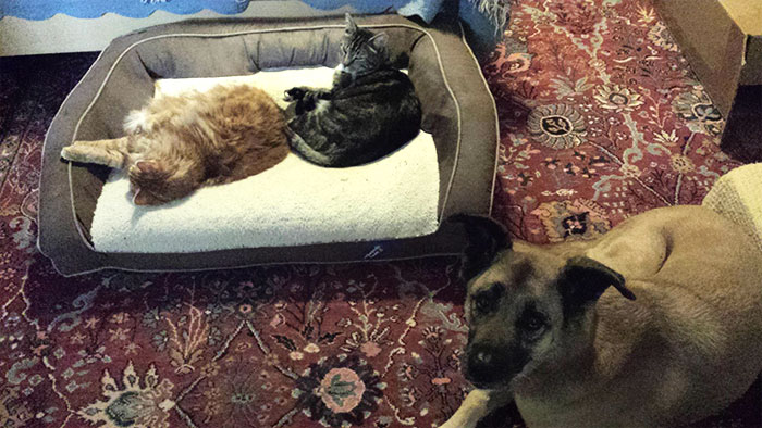 119 Asshole Cats Who Stole Dog Beds And Didn&#8217;t Give A Damn About The Pawlice