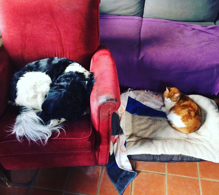 119 Asshole Cats Who Stole Dog Beds And Didn&#8217;t Give A Damn About The Pawlice