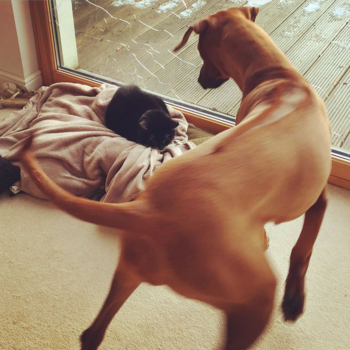 119 Asshole Cats Who Stole Dog Beds And Didn&#8217;t Give A Damn About The Pawlice