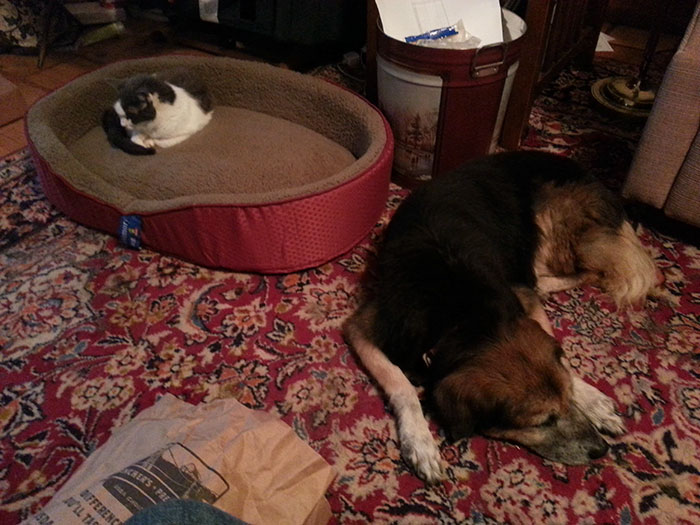 119 Asshole Cats Who Stole Dog Beds And Didn&#8217;t Give A Damn About The Pawlice