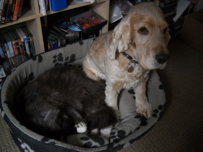 119 Asshole Cats Who Stole Dog Beds And Didn&#8217;t Give A Damn About The Pawlice