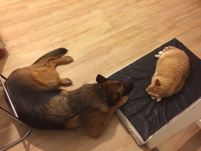 119 Asshole Cats Who Stole Dog Beds And Didn&#8217;t Give A Damn About The Pawlice