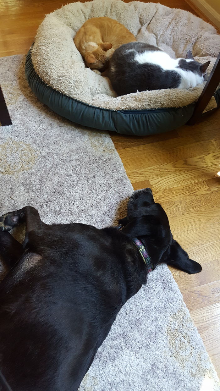 119 Asshole Cats Who Stole Dog Beds And Didn&#8217;t Give A Damn About The Pawlice