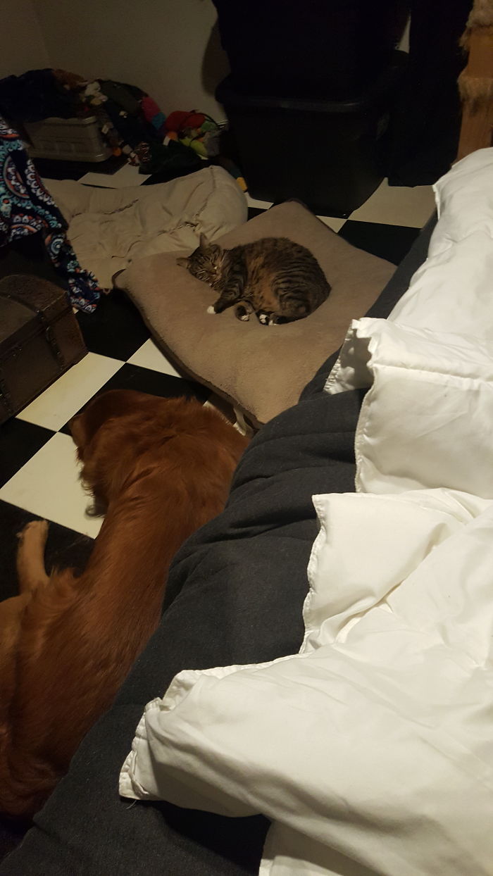 119 Asshole Cats Who Stole Dog Beds And Didn&#8217;t Give A Damn About The Pawlice