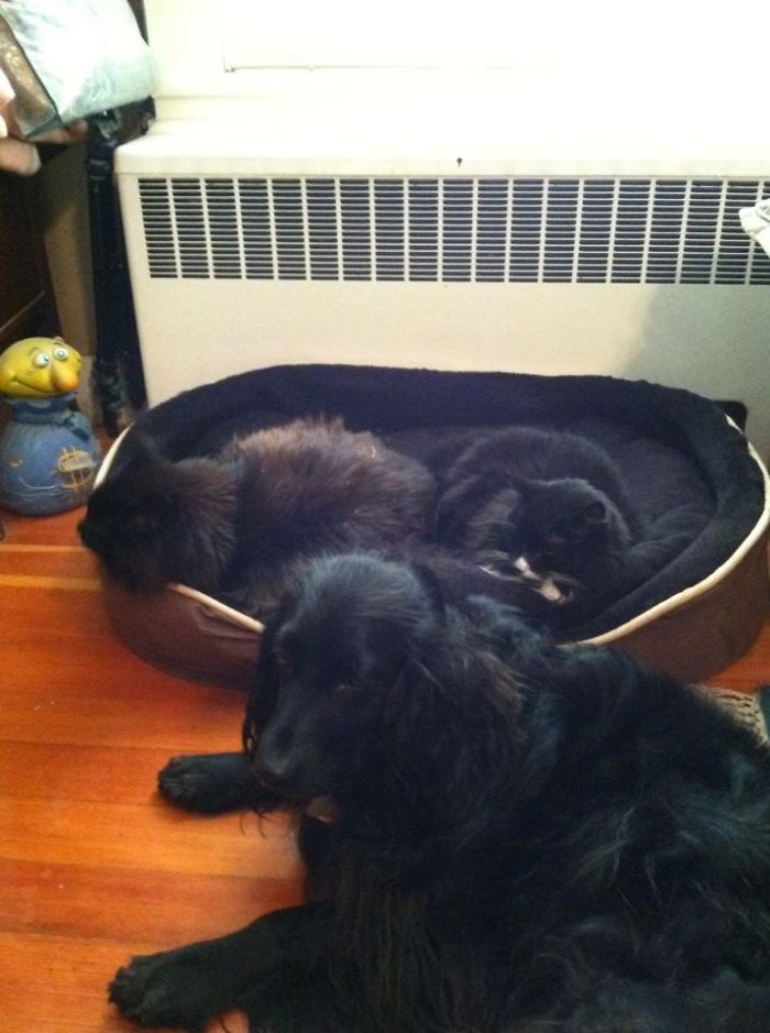 119 Asshole Cats Who Stole Dog Beds And Didn&#8217;t Give A Damn About The Pawlice