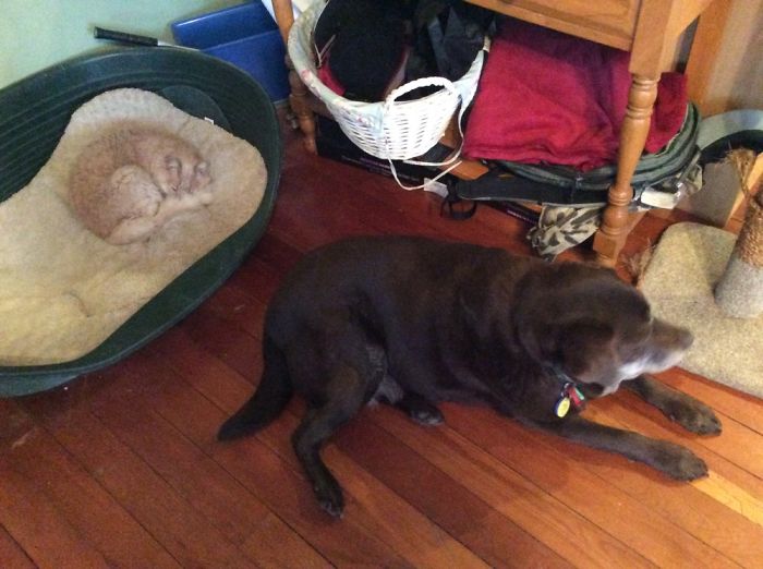 119 Asshole Cats Who Stole Dog Beds And Didn&#8217;t Give A Damn About The Pawlice