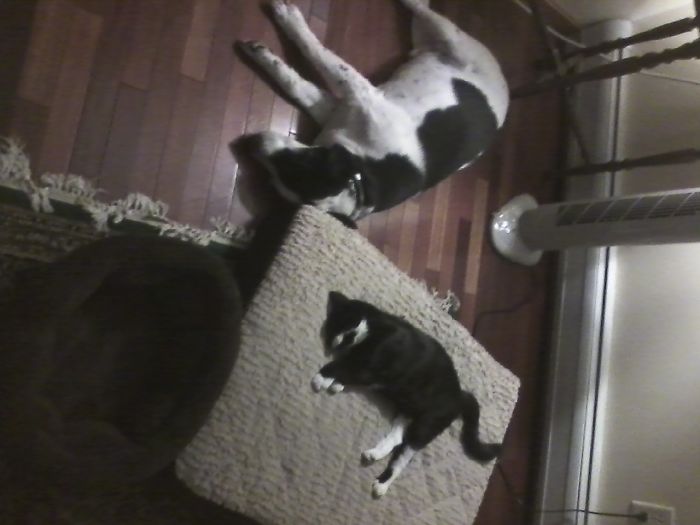 119 Asshole Cats Who Stole Dog Beds And Didn&#8217;t Give A Damn About The Pawlice