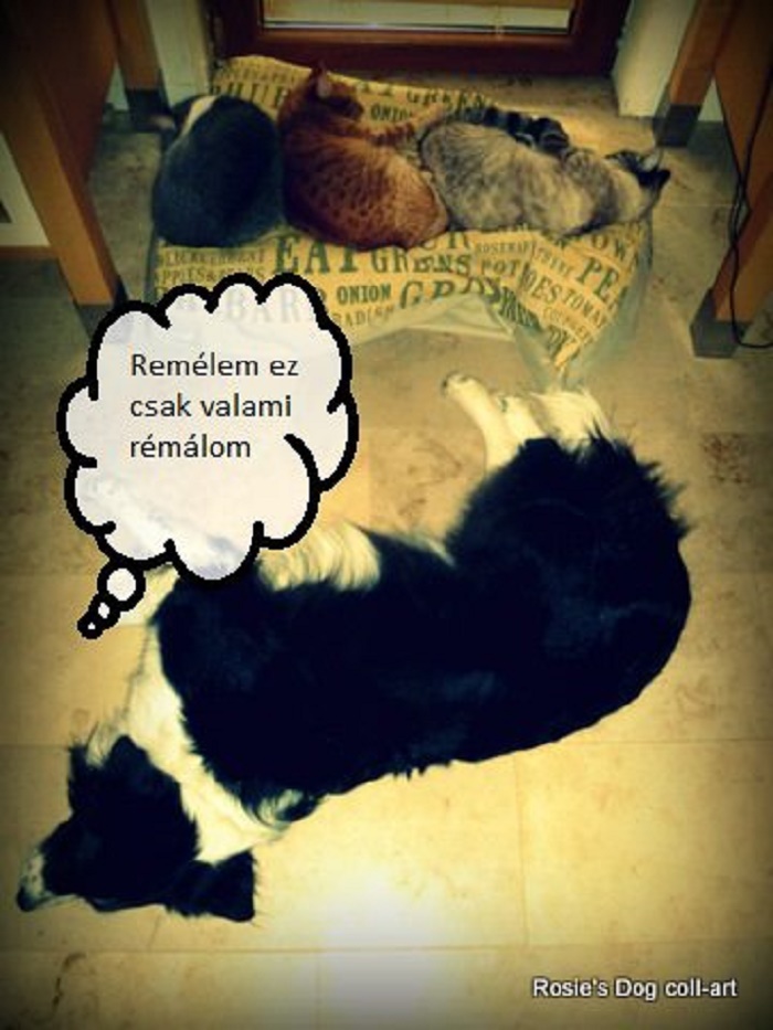 119 Asshole Cats Who Stole Dog Beds And Didn&#8217;t Give A Damn About The Pawlice