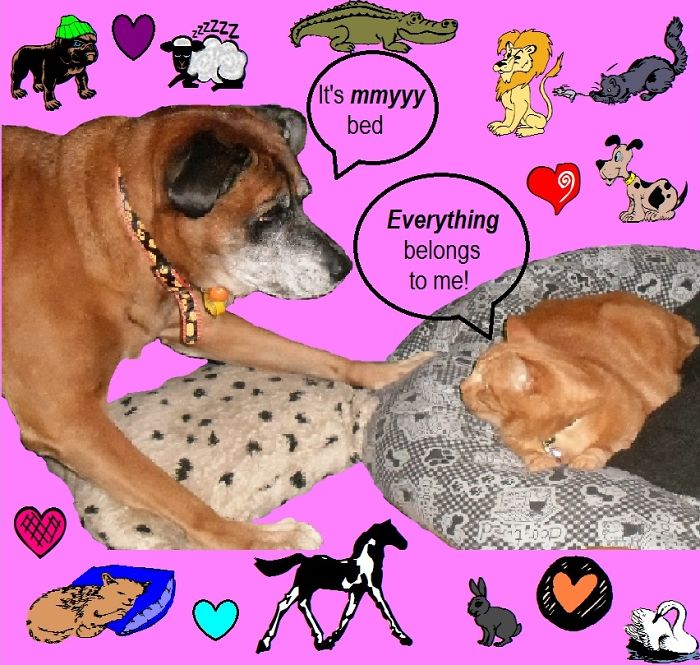 119 Asshole Cats Who Stole Dog Beds And Didn&#8217;t Give A Damn About The Pawlice