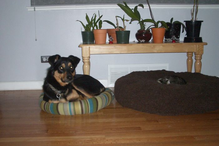 119 Asshole Cats Who Stole Dog Beds And Didn&#8217;t Give A Damn About The Pawlice