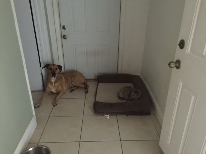 119 Asshole Cats Who Stole Dog Beds And Didn&#8217;t Give A Damn About The Pawlice