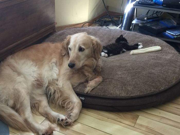 119 Asshole Cats Who Stole Dog Beds And Didn&#8217;t Give A Damn About The Pawlice