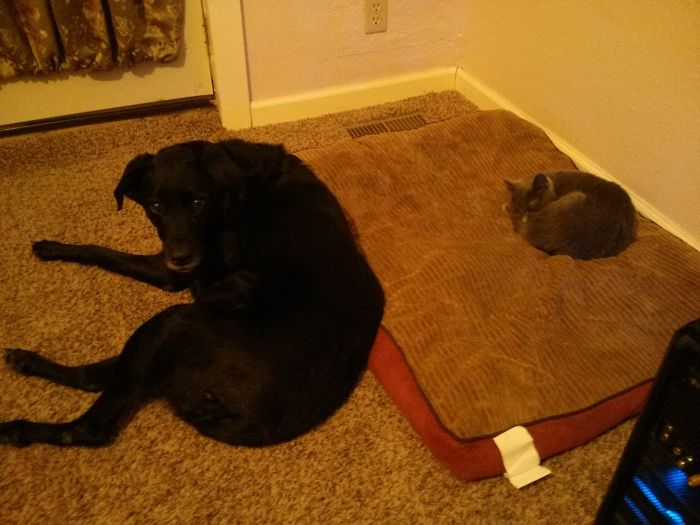 119 Asshole Cats Who Stole Dog Beds And Didn&#8217;t Give A Damn About The Pawlice