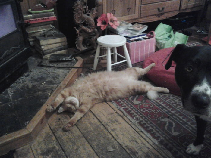 119 Asshole Cats Who Stole Dog Beds And Didn&#8217;t Give A Damn About The Pawlice