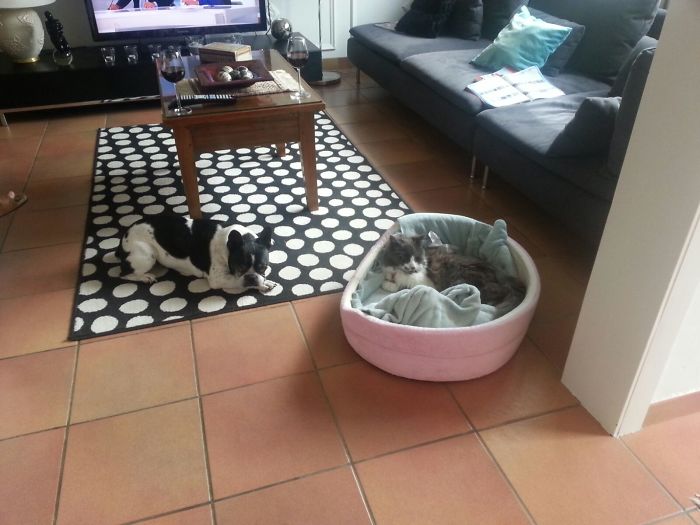 119 Asshole Cats Who Stole Dog Beds And Didn&#8217;t Give A Damn About The Pawlice