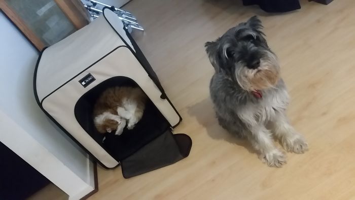 119 Asshole Cats Who Stole Dog Beds And Didn&#8217;t Give A Damn About The Pawlice