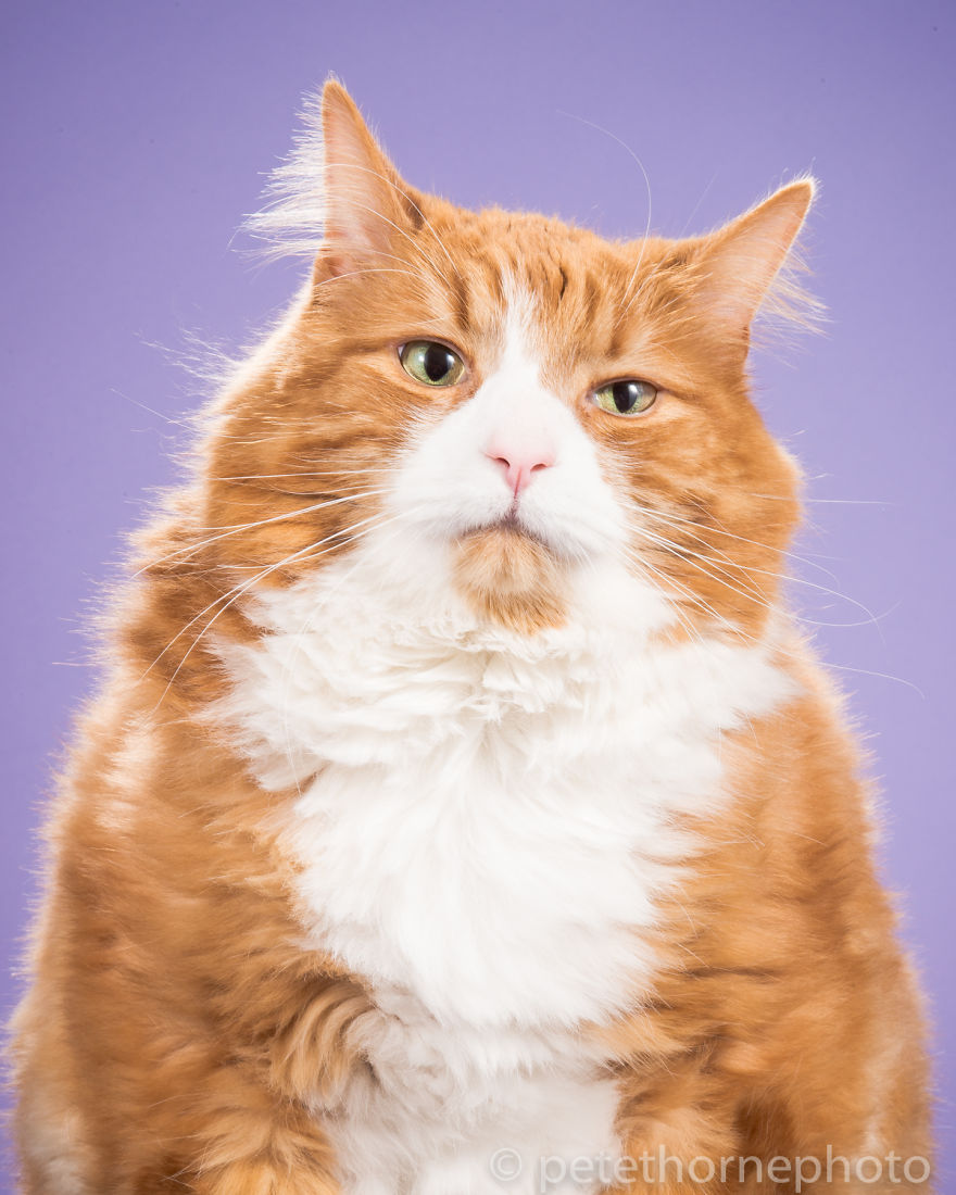 I Photograph Adorable Fat Cats I Photograph Adorable Fat Cats