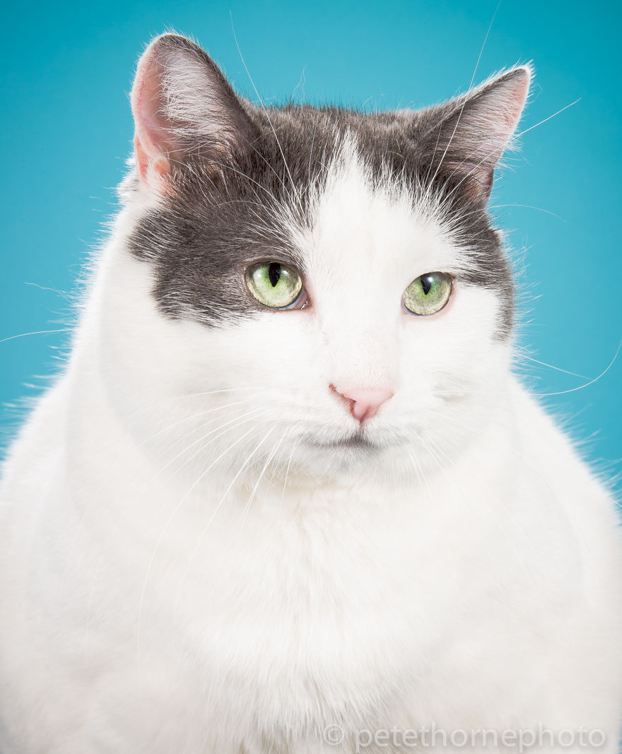 I Photograph Adorable Fat Cats I Photograph Adorable Fat Cats