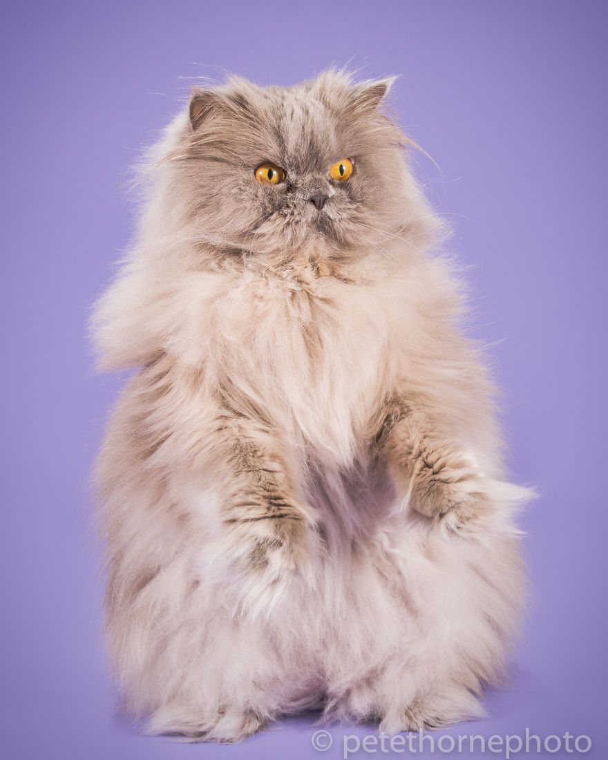 I Photograph Adorable Fat Cats I Photograph Adorable Fat Cats