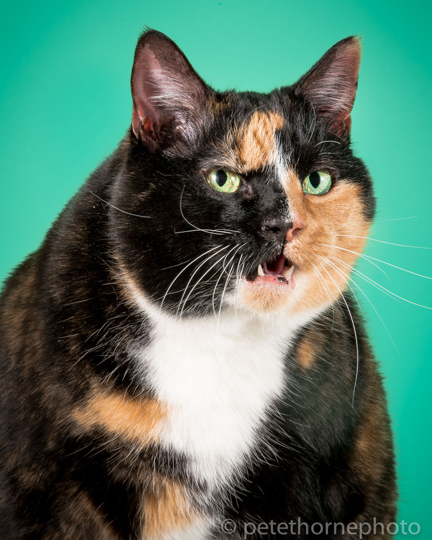 I Photograph Adorable Fat Cats I Photograph Adorable Fat Cats