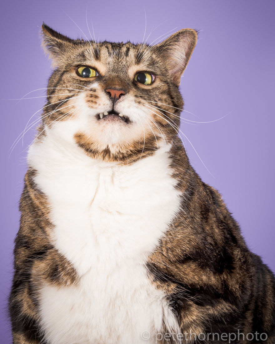 I Photograph Adorable Fat Cats I Photograph Adorable Fat Cats
