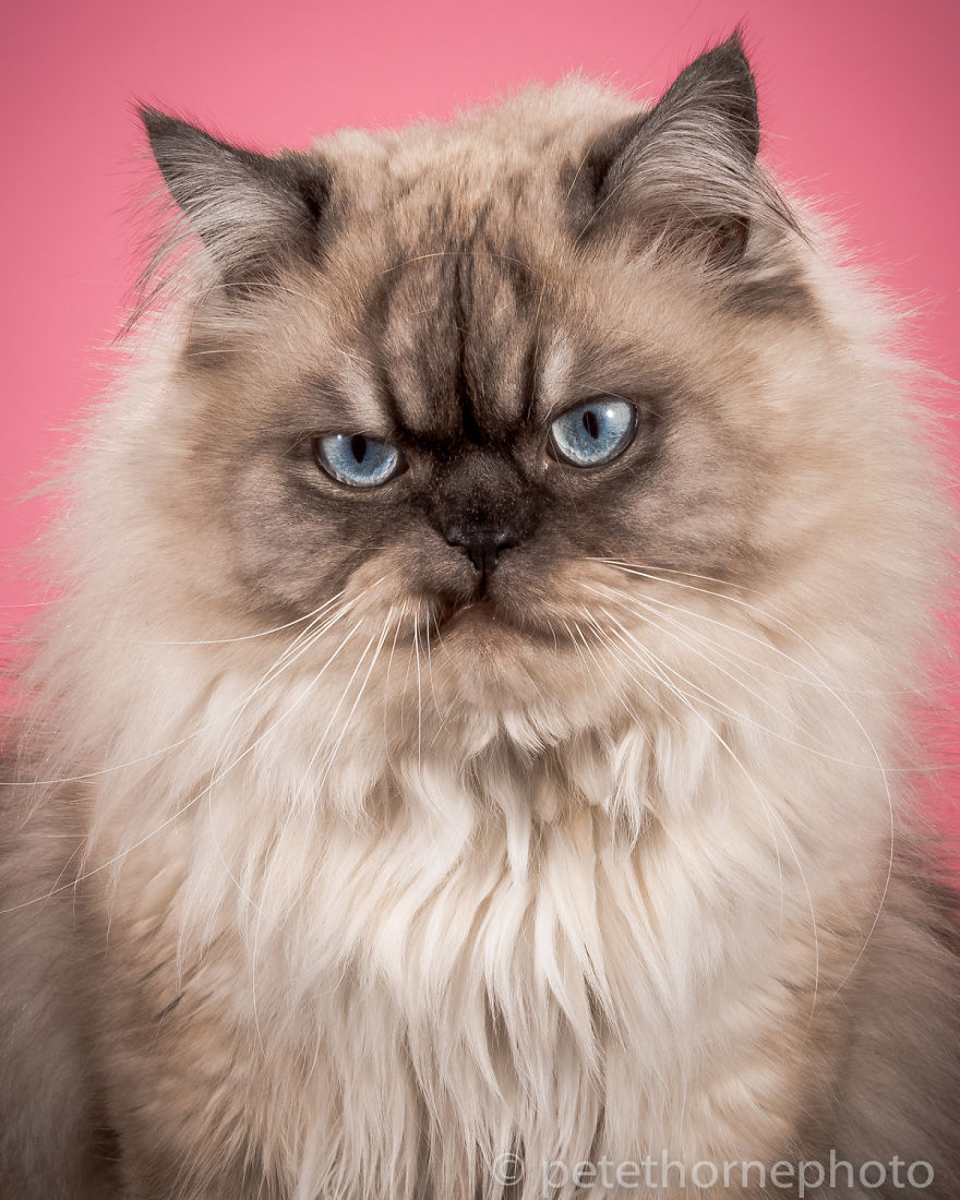 I Photograph Adorable Fat Cats I Photograph Adorable Fat Cats