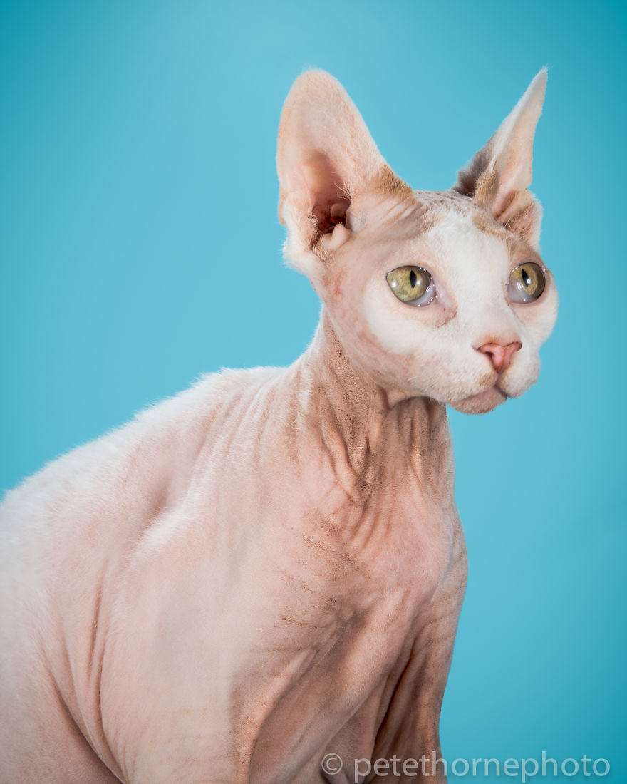 I Photograph Adorable Fat Cats I Photograph Adorable Fat Cats