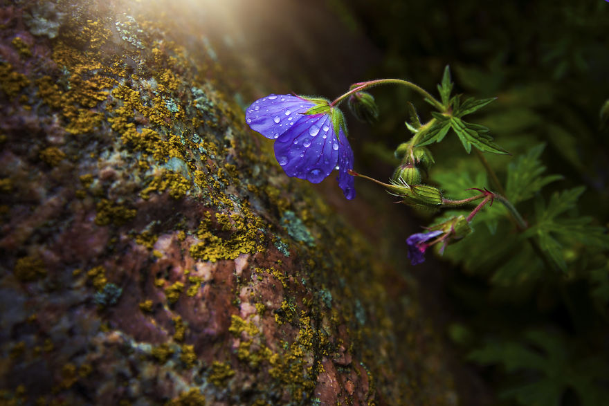 I Document The Beauty Of Small Things