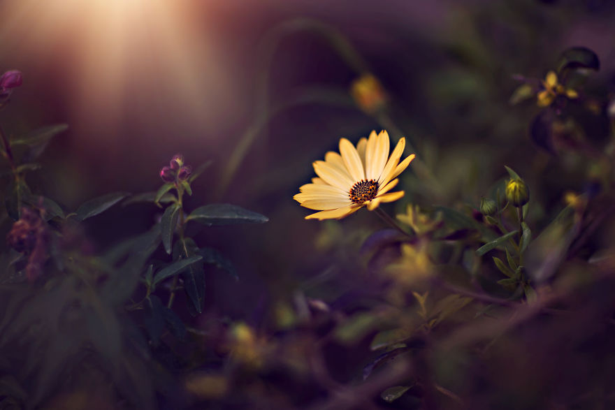 I Document The Beauty Of Small Things