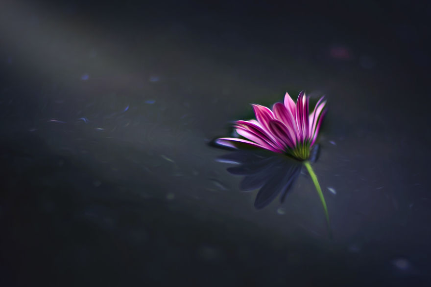 I Document The Beauty Of Small Things