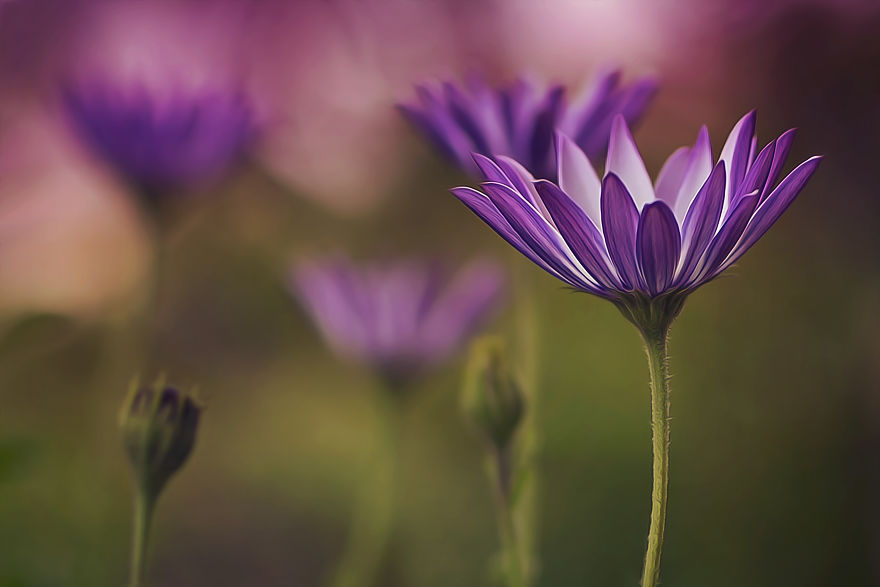 I Document The Beauty Of Small Things