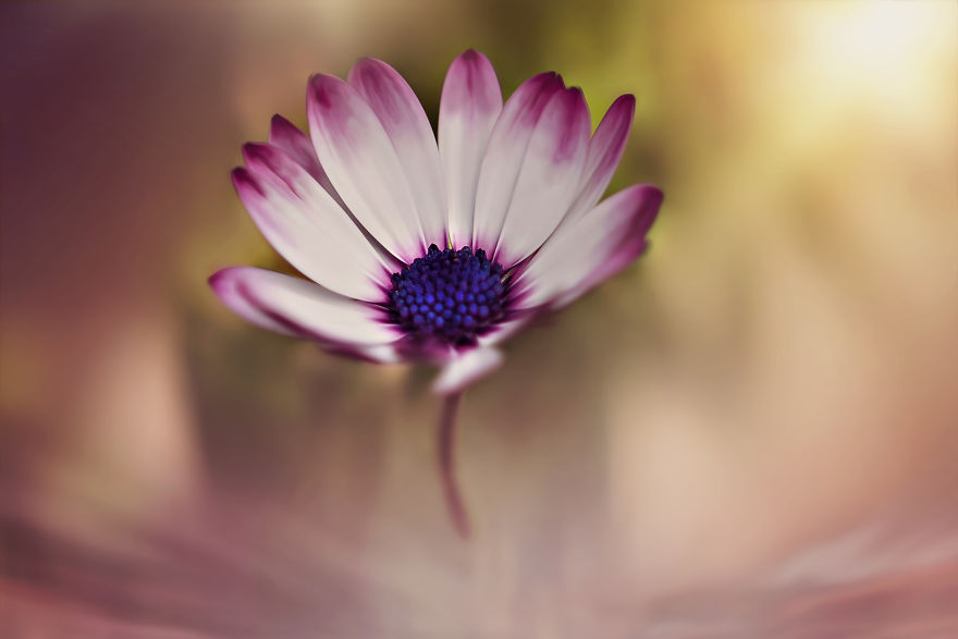 I Document The Beauty Of Small Things