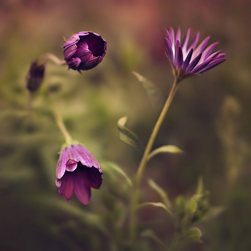 I Document The Beauty Of Small Things