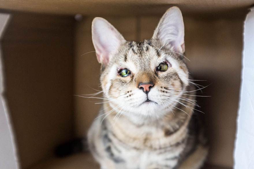 Stray Kittens Born Without Eyelids Couldn’t Be Happier After Humans Saved Their Sight Stray Kittens Born Without Eyelids Couldn’t Be Happier After Humans Saved Their Sight
