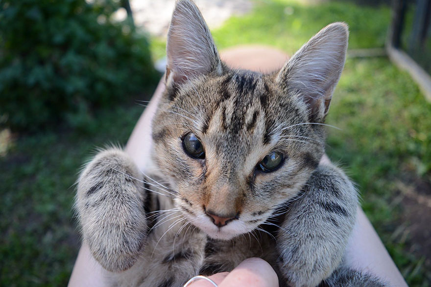 Stray Kittens Born Without Eyelids Couldn’t Be Happier After Humans Saved Their Sight Stray Kittens Born Without Eyelids Couldn’t Be Happier After Humans Saved Their Sight