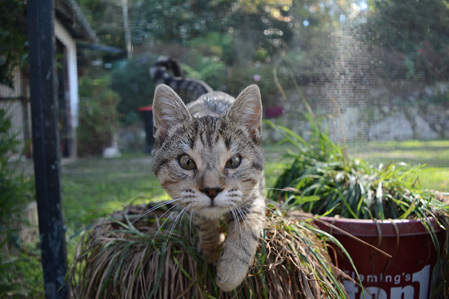 Stray Kittens Born Without Eyelids Couldn’t Be Happier After Humans Saved Their Sight Stray Kittens Born Without Eyelids Couldn’t Be Happier After Humans Saved Their Sight