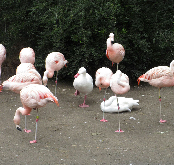 16 Ducks That Think They’re Flamingos 16 Ducks That Think They’re Flamingos